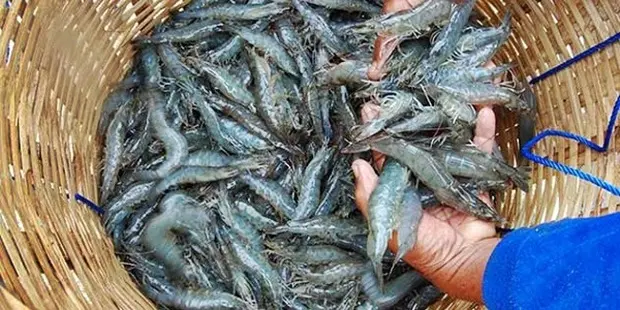 5 Langkah Mudah Cara Budidaya Udang Vaname di Kolam Terpal Kecil