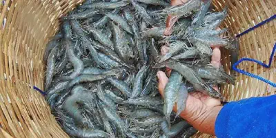 5 Langkah Mudah Cara Budidaya Udang Vaname di Kolam Terpal Kecil