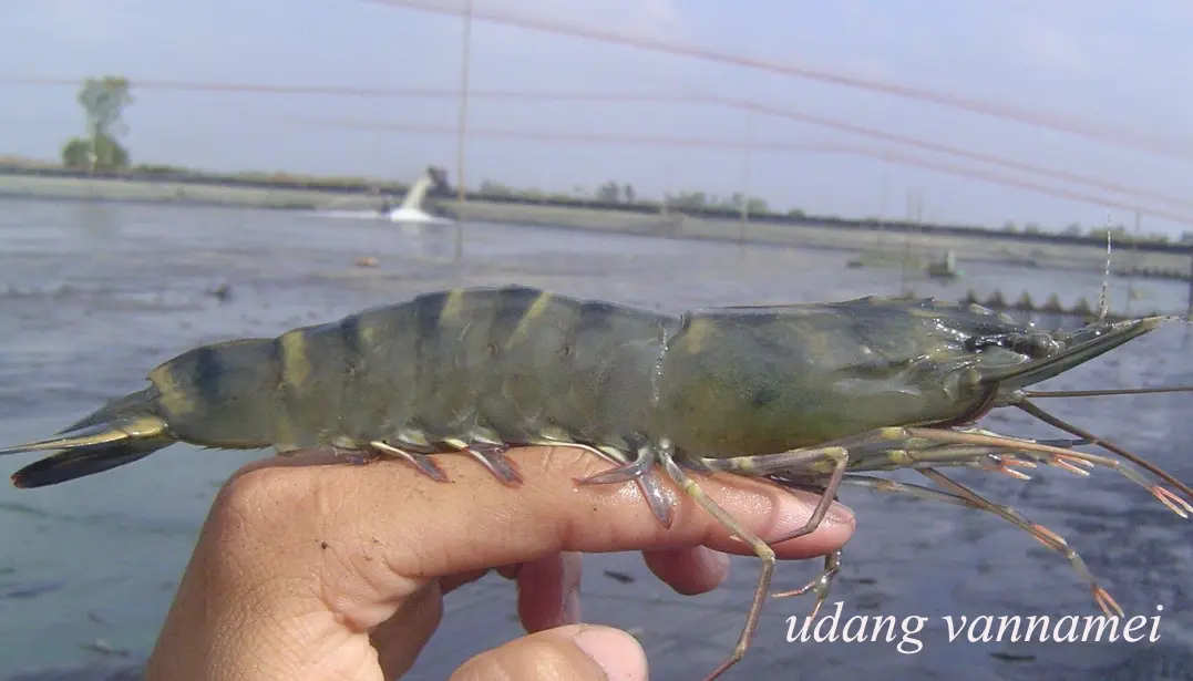 Cara Budidaya Udang Windu Tambak Tradisional yang Mudah dan Menguntungkan