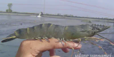 Cara Budidaya Udang Windu Tambak Tradisional yang Mudah dan Menguntungkan