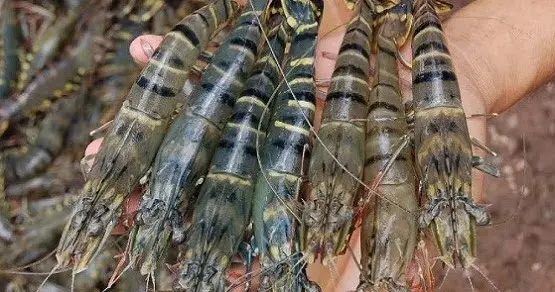 Cara Budidaya Udang Windu Tradisional: Langkah demi Langkah untuk Pemula