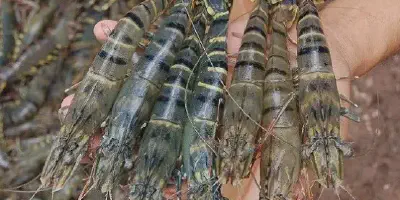 Cara Budidaya Udang Windu Tradisional: Langkah demi Langkah untuk Pemula