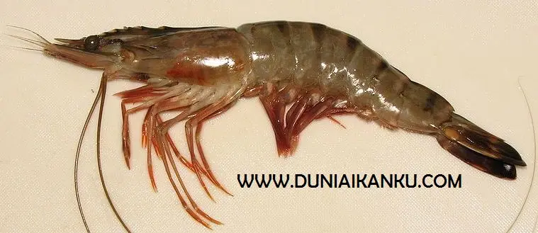 10 Cara Budidaya Udang Windu yang Baik agar Hasilnya Banyak