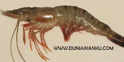 10 Cara Budidaya Udang Windu yang Baik agar Hasilnya Banyak