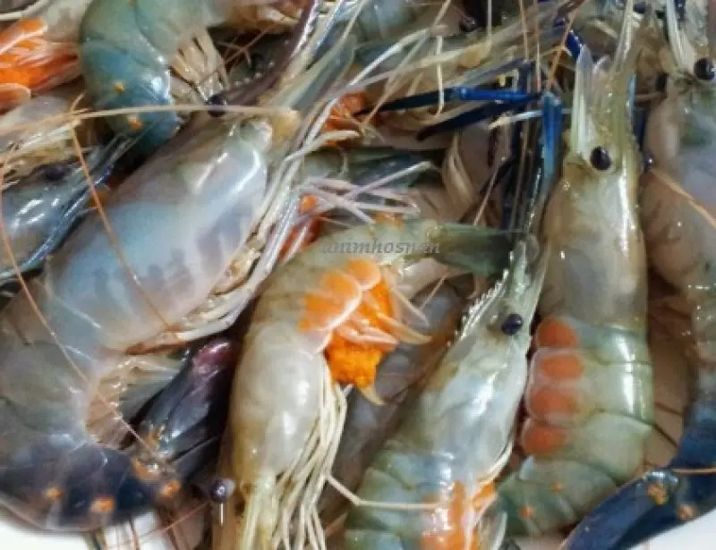 Cara Praktis dan Mudah Budidaya Udang Windu di Rumah