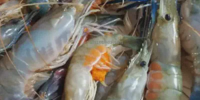 Cara Praktis dan Mudah Budidaya Udang Windu di Rumah