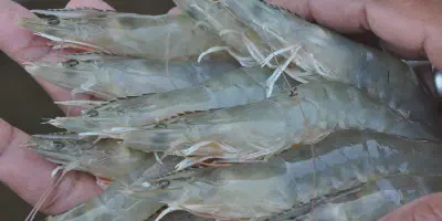 10 Cara Menurunkan PH pada Budidaya Udang yang Mudah Diikuti