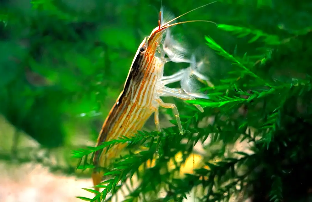 5 Metode Mudah Cara Budidaya Udang Hias di Rumah