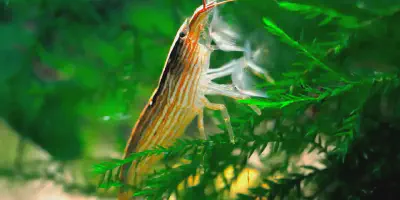 5 Metode Mudah Cara Budidaya Udang Hias di Rumah