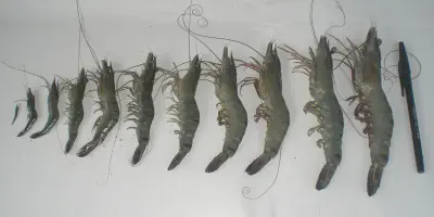 Cara Mudah Budidaya Udang: Panduan Lengkap untuk Pemula