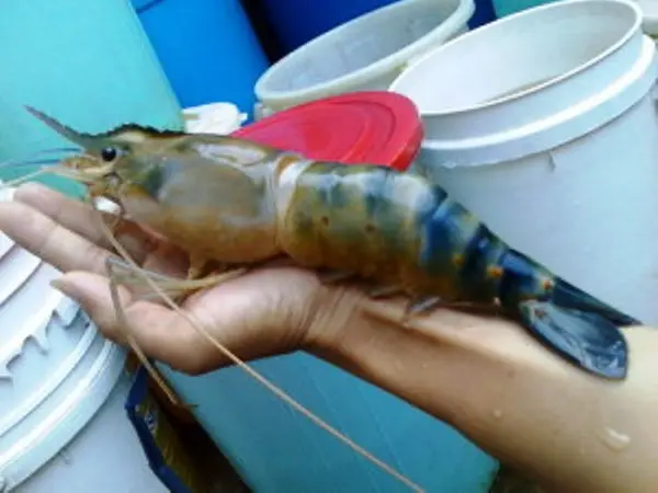 Cara Sederhana Budidaya Udang di Rumah dengan Hasil Melimpah