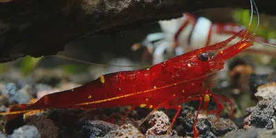 Harga Budidaya Udang Hias Air Tawar: Tips dan Trik untuk Memulainya