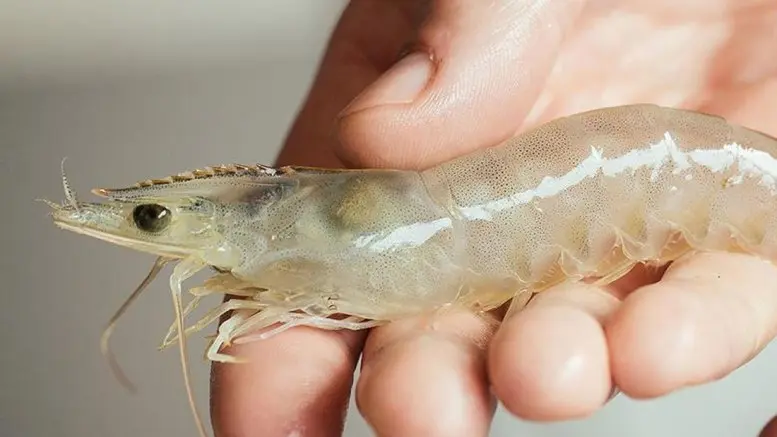 Keberhasilan Budidaya Udang: Tips dan Trik Supaya Sukses