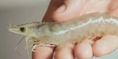 Keberhasilan Budidaya Udang: Tips dan Trik Supaya Sukses