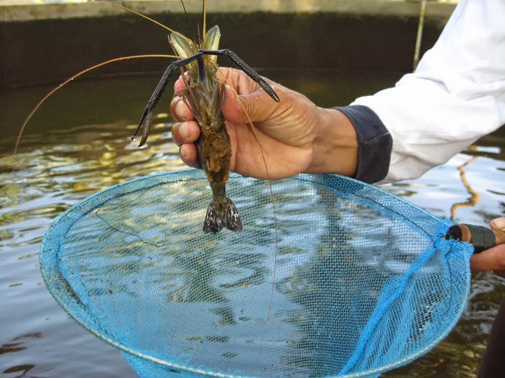 Kedalaman Air yang Ideal untuk Budidaya Udang Galah: Panduan Lengkap