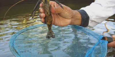 Kedalaman Air yang Ideal untuk Budidaya Udang Galah: Panduan Lengkap