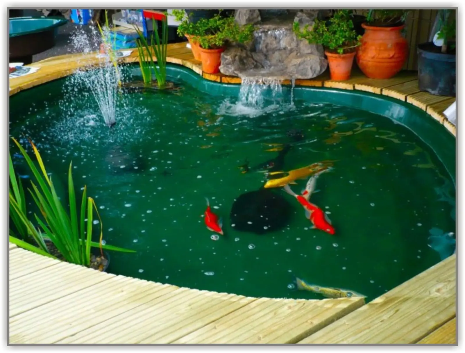 Kolam Budidaya Udang Hias: Rahasia Sukses dan Seputar Perawatannya