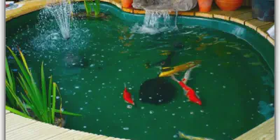 Kolam Budidaya Udang Hias: Rahasia Sukses dan Seputar Perawatannya