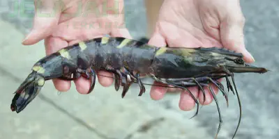 Makalah Budidaya Udang Windu - Tips dan Langkah Mudah Dalam Memulai Bisnis Udang Windu