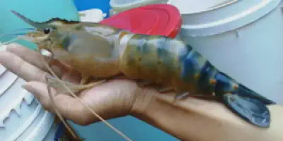 10 Tips Manajemen Budidaya Udang Untuk Pemula