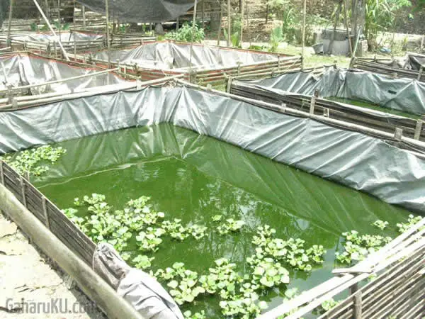 6 Manajemen Kualitas Air Budidaya Udang yang Penting untuk Diketahui