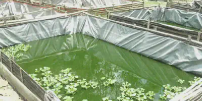 6 Manajemen Kualitas Air Budidaya Udang yang Penting untuk Diketahui