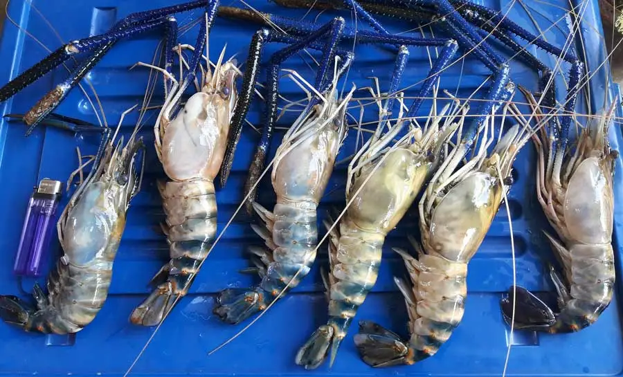 Cara Modal Budidaya Udang Galah yang Berhasil