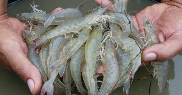 Modal Budidaya Udang: Persiapan dan Hal-Hal yang Perlu Diketahui