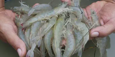 Modal Budidaya Udang: Persiapan dan Hal-Hal yang Perlu Diketahui