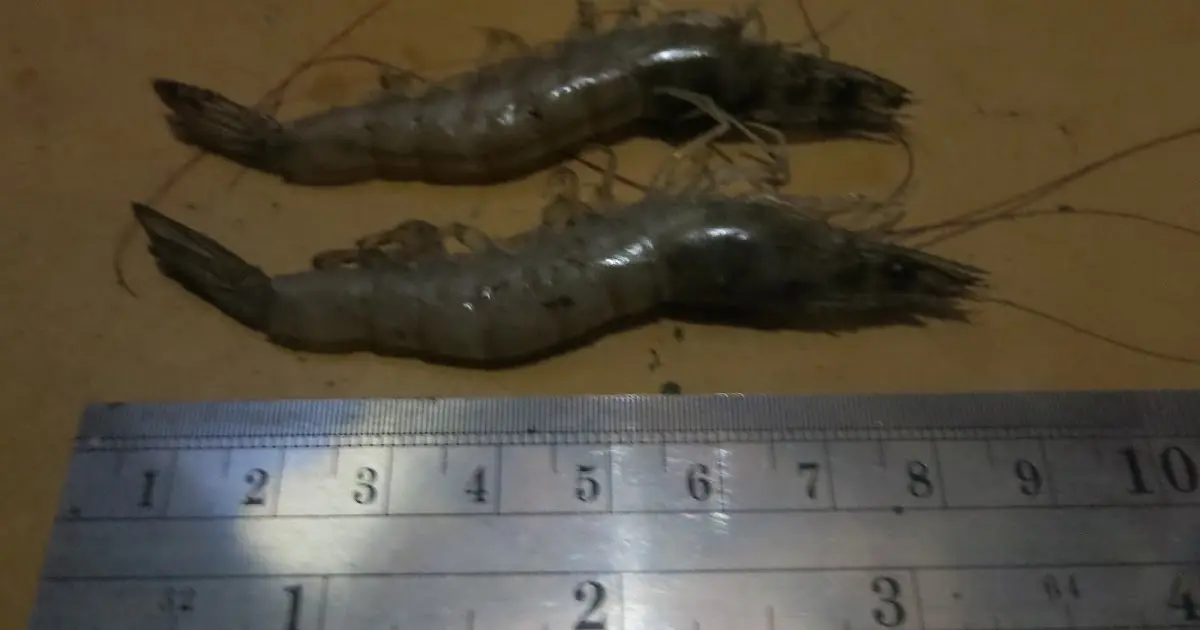 Pelatihan Budidaya Udang Vaname Bioflok: Sukses di Bisnis Perikanan