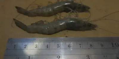 Pelatihan Budidaya Udang Vaname Bioflok: Sukses di Bisnis Perikanan