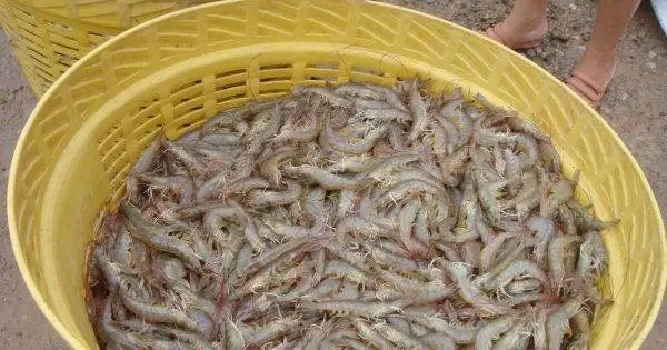 Peluang Bisnis Budidaya Udang: Cara Mudah Berbisnis untuk Pemula