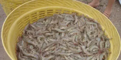 Peluang Bisnis Budidaya Udang: Cara Mudah Berbisnis untuk Pemula