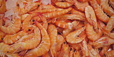 Peluang Usaha Budidaya Udang Galah: Cara Mudah Membuka Usaha dan Mendapatkan Keuntungan Tinggi