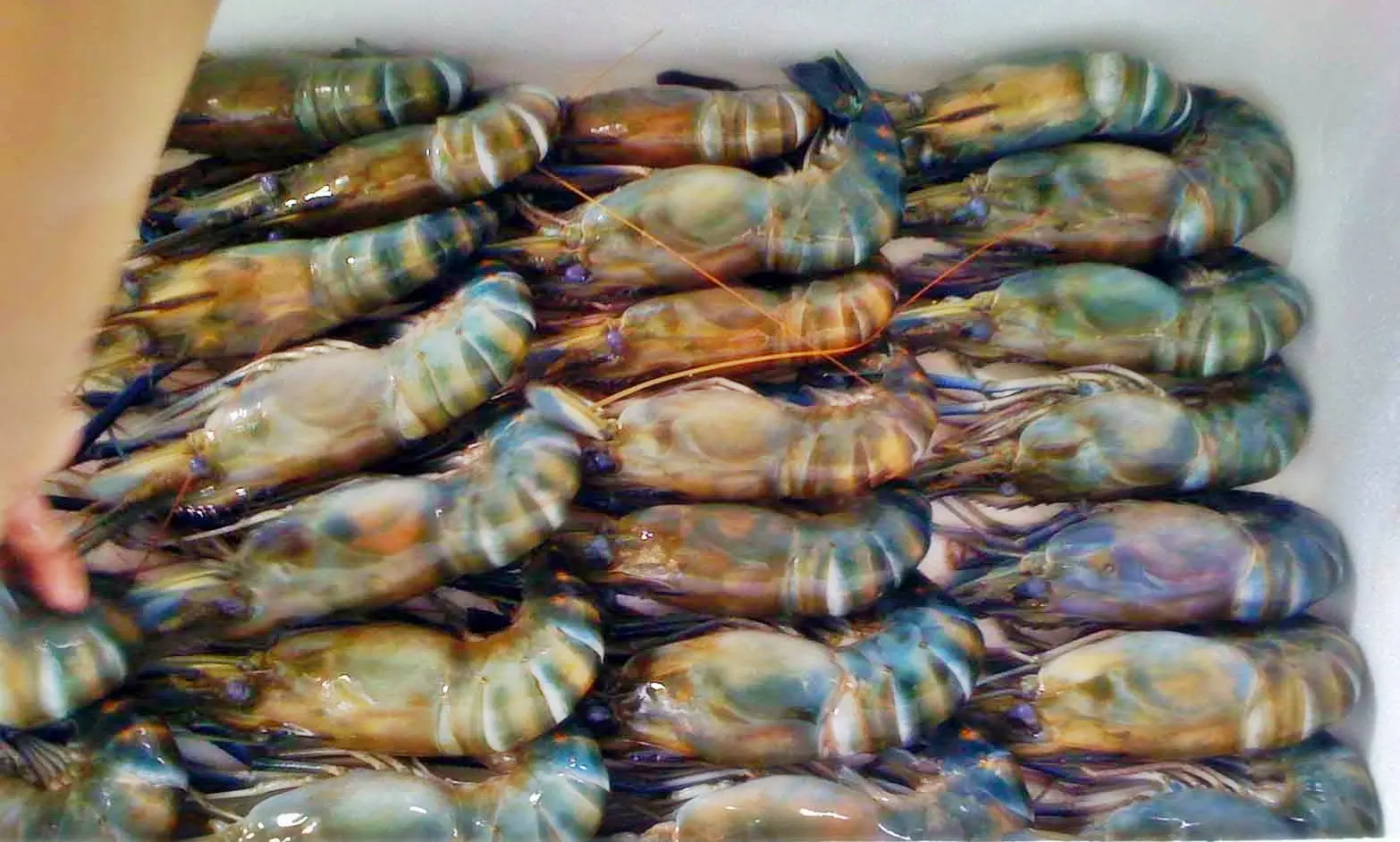 Peluang Usaha Budidaya Udang: Cara Menjadi Petani Udang Sukses