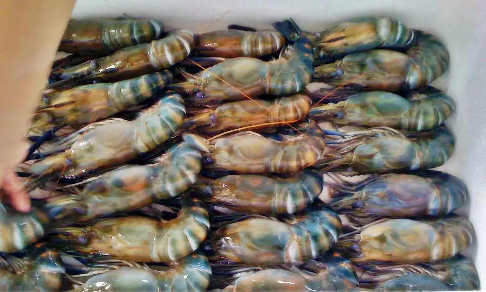 12 Penyebab Budidaya Udang Gagal yang Harus Anda Hindari