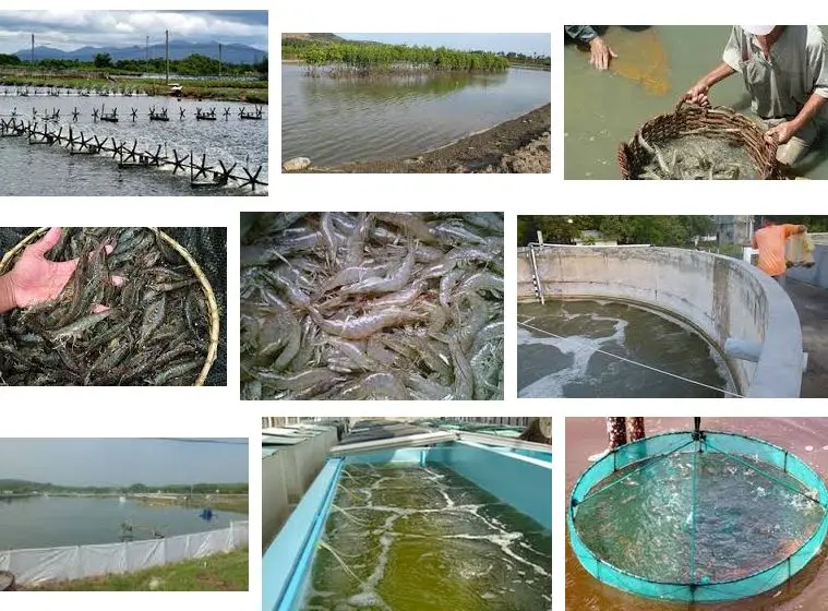 Rahasia Potensi Budidaya Udang, Peluang Bisnis yang Menggiurkan