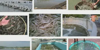 Rahasia Potensi Budidaya Udang, Peluang Bisnis yang Menggiurkan