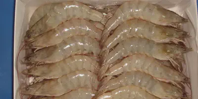 Standar Kualitas Air Budidaya Udang Vannamei: Kunci Sukses Ternak Udang Vannamei Bermutu Tinggi