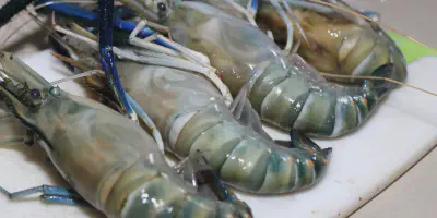 Sukses Budidaya Udang Galah: Cara Memulai dan Menjaga Keuntungan yang Tinggi