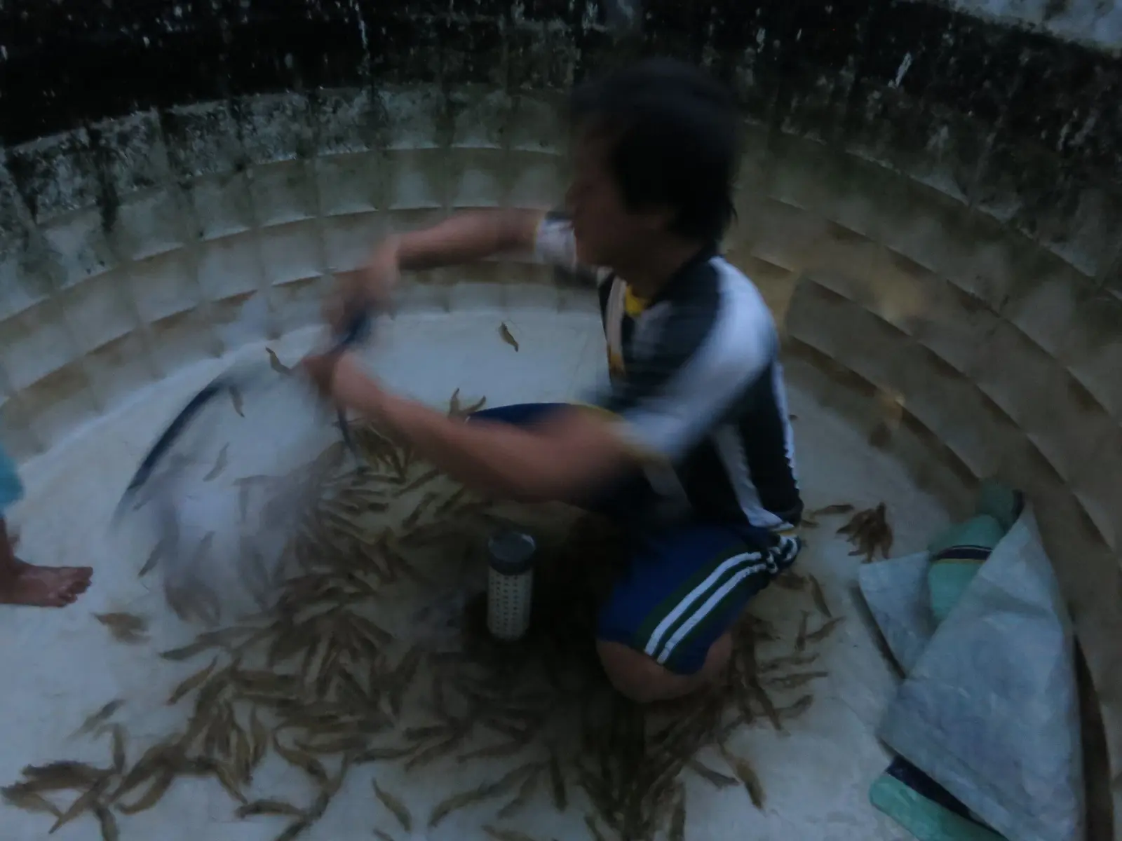 5 Tips Sukses Budidaya Udang Berdasarkan Pengalaman Pribadi