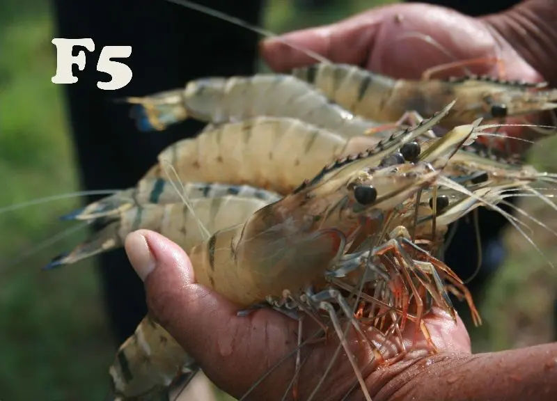 Teknik Budidaya Udang Windu Terbaik: Tips dan Trik dari Para Ahli