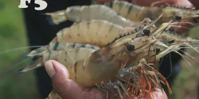Teknik Budidaya Udang Windu Terbaik: Tips dan Trik dari Para Ahli