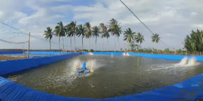 7 Tempat Terbaik untuk Budidaya Udang yang Cocok untuk Pemula