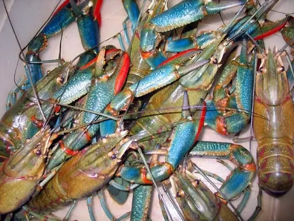 Tips Budidaya Udang Lobster Air Tawar: Raih Keuntungan Besar Dalam Bisnis Udang Lobster