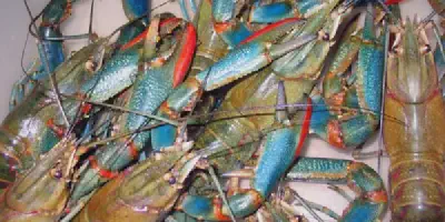 Tips Budidaya Udang Lobster Air Tawar: Raih Keuntungan Besar Dalam Bisnis Udang Lobster