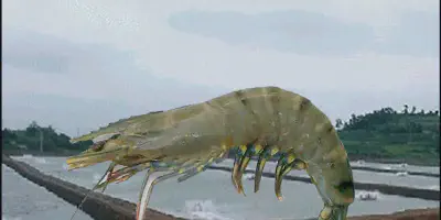 Usaha Budidaya Udang Windu: Segala yang Perlu Anda Ketahui