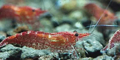 11 Tips Sukses Budidaya Udang Air Tawar dengan Video