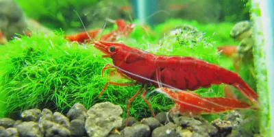 Budidaya Udang Lebih Mudah dengan Video Tutorial Terbaik